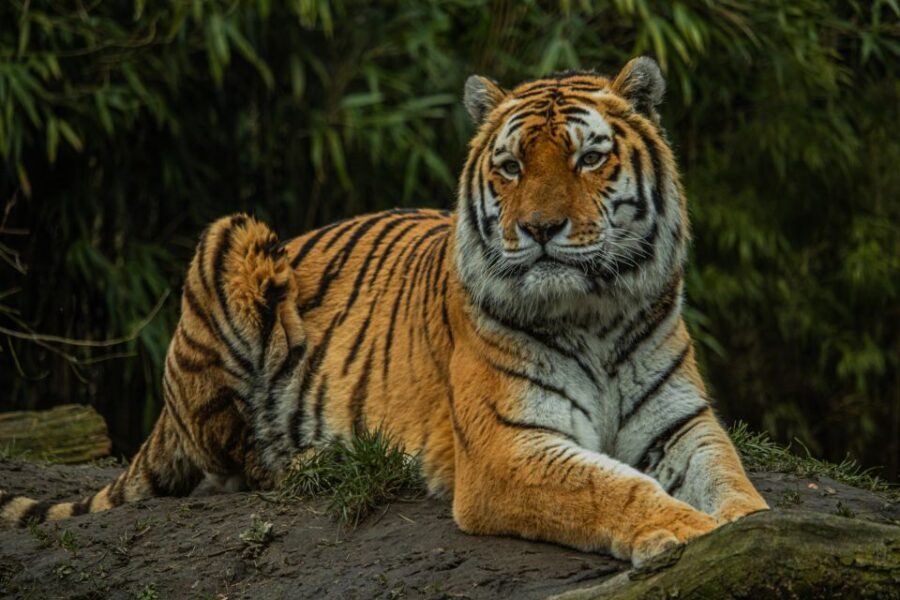 Eindhoven Zoo Entry Ticket - Indoor and Outdoor Playgrounds: A Real Family Advantage