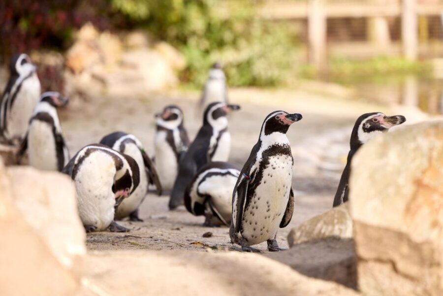 Eindhoven Zoo Entry Ticket - Getting There from Eindhoven or Nuenen: Plan Your Walk Time