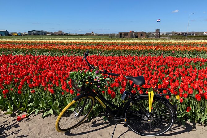 Enjoy the tulip fields by bicycle with a local guide! Tulip bike tour! - Where You Meet: Restaurant Hanami in Lisse