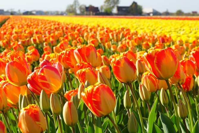 Enjoy the tulip fields by bicycle with a local guide! Tulip bike tour! - Stop 2: Lisse Tourist Info and the Black Tulip Museum Area