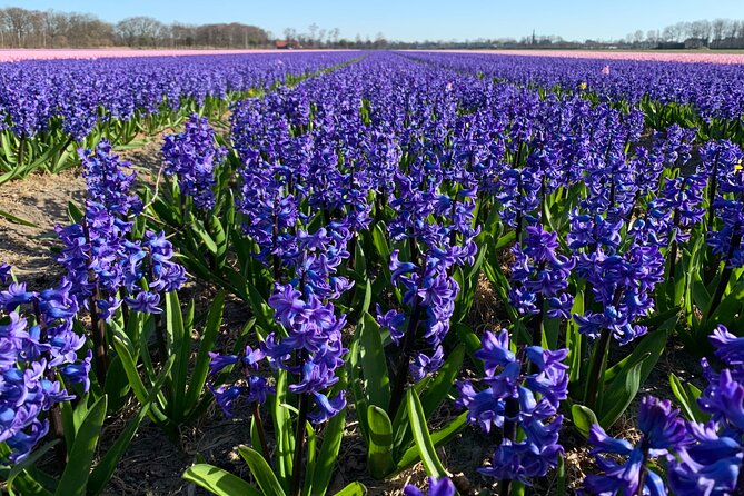 Enjoy the tulip fields by bicycle with a local guide! Tulip bike tour! - Stop 3: De Tulperij Greenhouse, Coffee Time Inside the Bulb Business