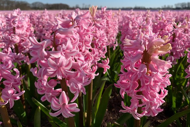 Enjoy the tulip fields by bicycle with a local guide! Tulip bike tour! - Cycling Past Keukenhof Castle Garden on the Forest Edge
