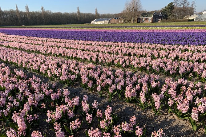 Enjoy the tulip fields by bicycle with a local guide! Tulip bike tour! - Stop 4: Lisse Flower Fields Where the Guide Picks the Best Bloom Week