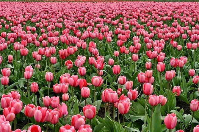 Enjoy the tulip fields by bicycle with a local guide! Tulip bike tour! - The Bikes, Helmets, and the Weather Plan (Yes, Rain Happens)
