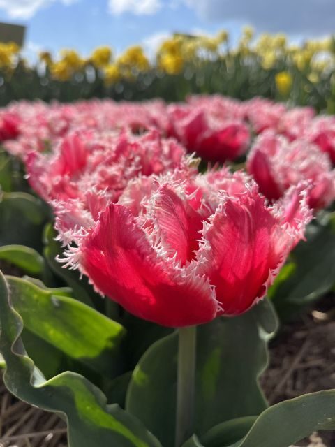 Enjoy the tulip fields in a Landrover with a local guide! - Key things I’d plan around