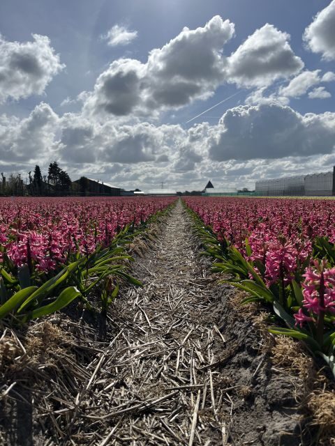 Enjoy the tulip fields in a Landrover with a local guide! - Getting there smoothly: buses, trains, and the meeting point