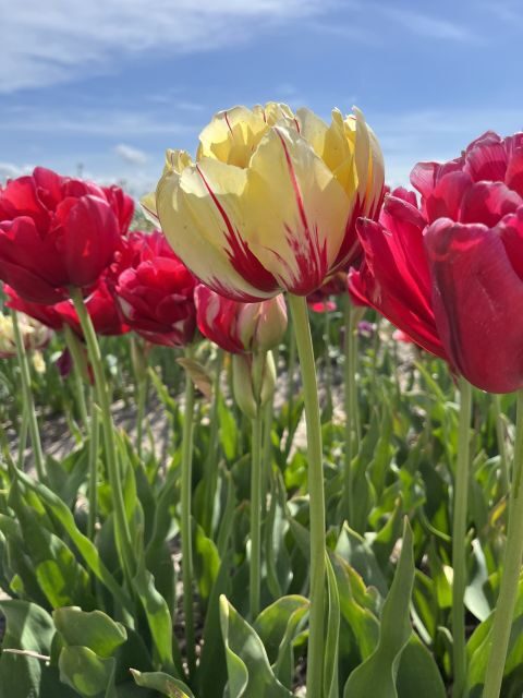 Enjoy the tulip fields in a Landrover with a local guide! - Why this Land Rover tulip tour beats a typical Keukenhof day