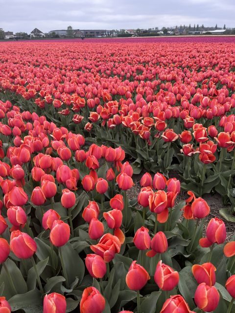 Enjoy the tulip fields in a Landrover with a local guide! - The Lisse guided stop: photo time plus St. Agatha Church context