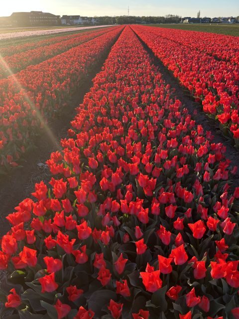 Enjoy the tulip fields in a Landrover with a local guide! - Tulip Farm break and show garden: the season in layers
