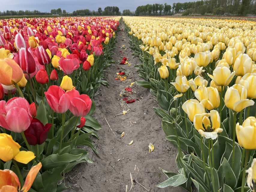 Enjoy the tulip fields in a Landrover with a local guide! - Who this Land Rover tour is best for