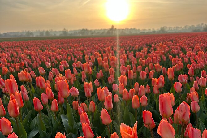 Enjoy the Tulips in a Landrover with a local guide - De Tulperij tulip farm: show garden walk and photo time