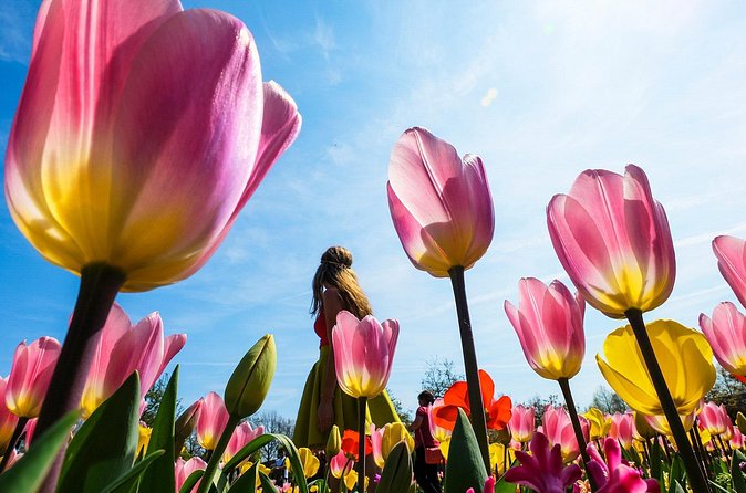 From Amsterdam: Keukenhof and Tulip Experience Tour - Photo and crowd strategy: how to enjoy Keukenhof without losing your day