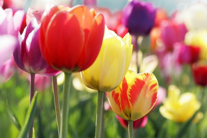 From Amsterdam: Keukenhof and Tulip Experience Tour - What’s included vs. what you pay for: real value in peak tulip season