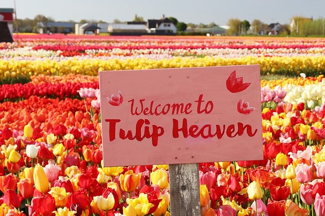 From Amsterdam: Keukenhof and Tulip Experience Tour - Tulip Experience Amsterdam: a 1-hour history stop plus the bouquet-picking moment