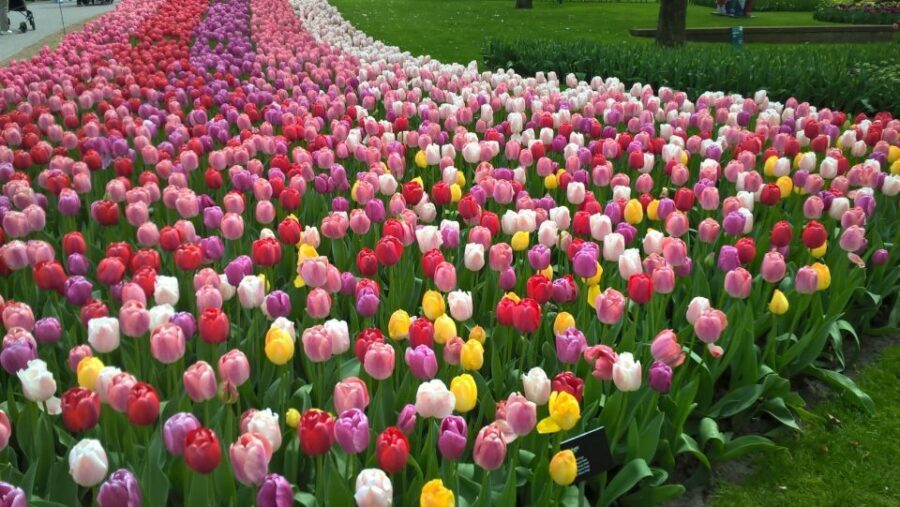 From Amsterdam: Keukenhof and Zaanse Schans Small Group Tour - One Day in South Holland: Keukenhof + Zaanse Schans Without the Stress