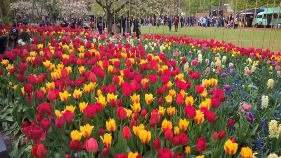 From Amsterdam: Keukenhof and Zaanse Schans Small Group Tour - Zaanse Schans Windmill Village: De Kat, Clogs, and Cheese That Explain the Craft