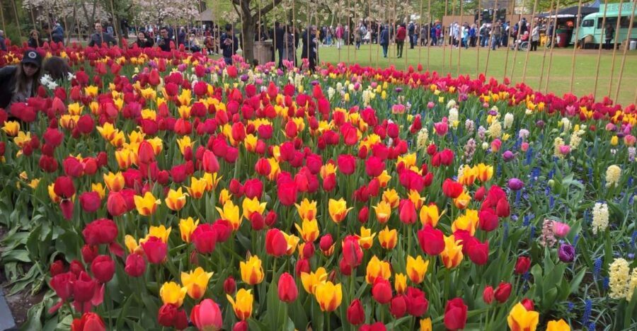 From Amsterdam: Keukenhof and Zaanse Schans Small Group Tour - Meet at LOT61 and Get Comfortable on the Way Out