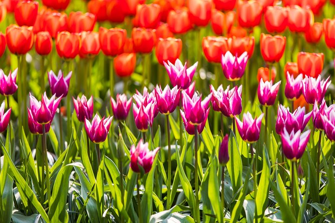 From Amsterdam: Keukenhof Gardens Ticket and Transfer - Amsterdam to Keukenhof: The bus ride that actually matters