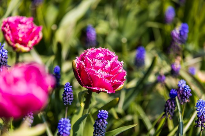 From Amsterdam: Keukenhof Gardens Ticket and Transfer - Optional audio guide and the Lovers Canal Cruise ticket