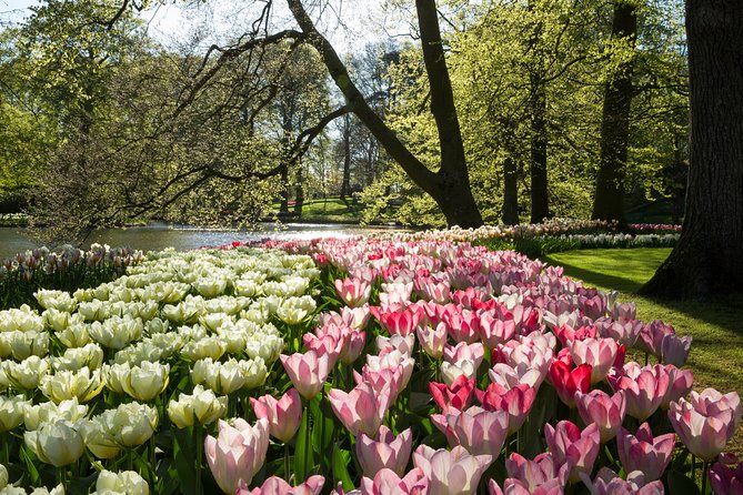 From Amsterdam: Keukenhof Gardens Ticket and Transfer - Price and value: why $41.51 can make sense