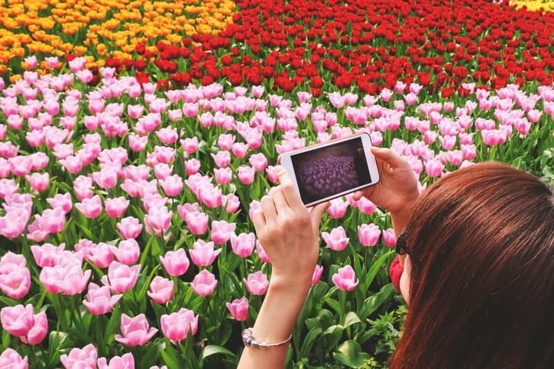 From Amsterdam: Keukenhof Tulips, Windmills & Volendam - Key things I’d bet on