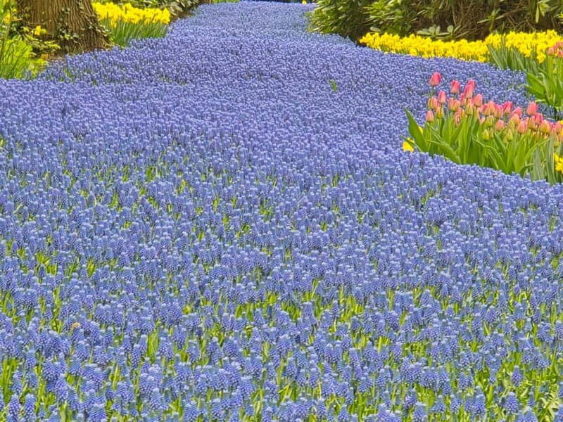 From Amsterdam: Keukenhof Tulips, Windmills & Volendam - Volendam harbor time: cookies, dike walking, and fish lunch options