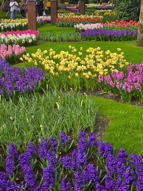 From Amsterdam: Keukenhof Tulips, Windmills & Volendam - The guide, Antonis, and the road-trip vibe you can feel