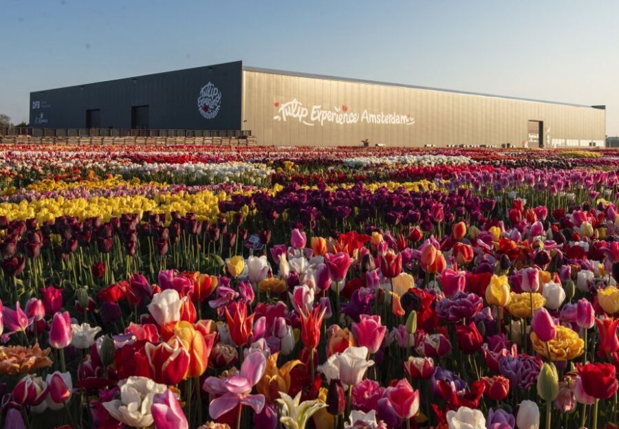 From Amsterdam: Private Keukenhof and Tulip Experience Tour - Keukenhof in Lisse: 32 Hectares, Weekly Themes, and Optional Electric Boat Rides