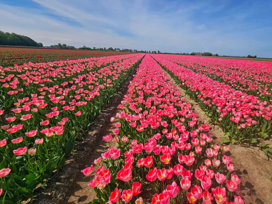 From Amsterdam: Small Group Keukenhof & City Tour Delft - Key Things to Know Before You Go