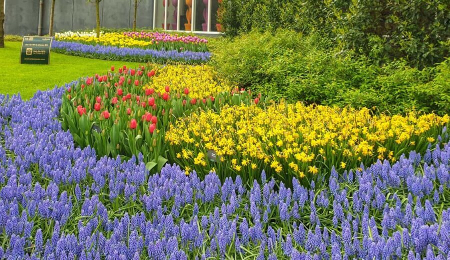 From Amsterdam: Small Group Keukenhof & City Tour Delft - Keukenhof Before Noon: Spring Color With a Plan