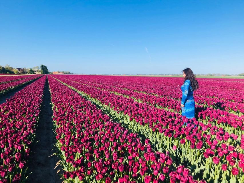 From Amsterdam: Small Group Keukenhof & City Tour Delft - Photo Stops and Natural Tulip Fields (When Conditions Allow)