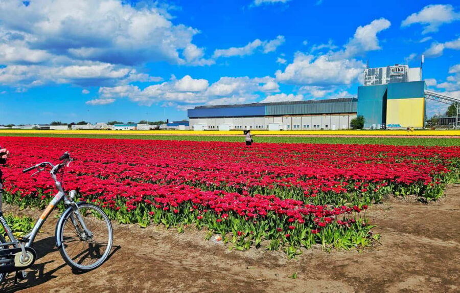 From Amsterdam: Small Group Keukenhof & City Tour Delft - Delft’s Market Square and the Old-Center Wander Time