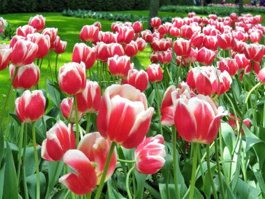 From Amsterdam: Small Group Keukenhof & City Tour Delft - The Keukenhof Guided Walk + Free-Wandering Break