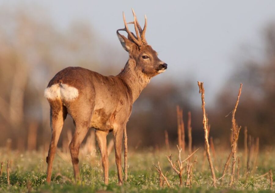 From Amsterdam: Small Group Tour NP Hoge Veluwe (Van Gogh) - Key things to know before you go