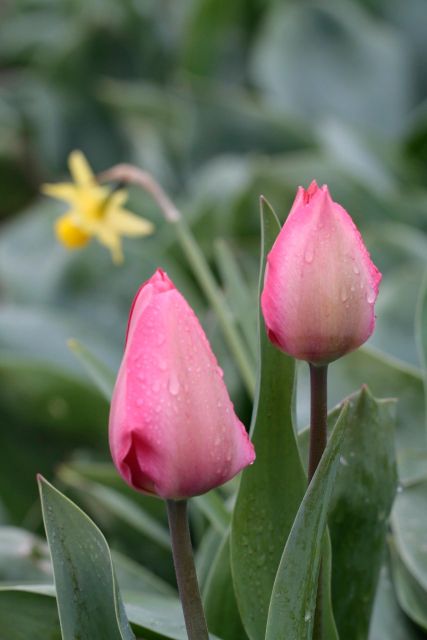 From Amsterdam: Tulip Fields of Holland Tour - Key Things That Make This Tour Worth Your Time