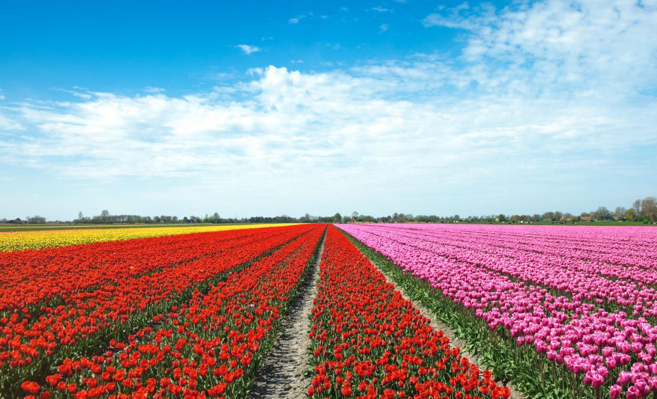 From Amsterdam: Tulip Fields of Holland Tour - Lisse and Voorhout Photo Stops: Where the Colors Actually Fill the Frame