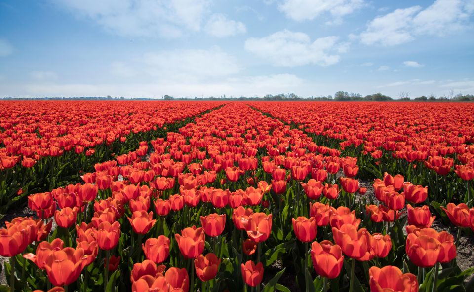 From Amsterdam: Tulip Fields of Holland Tour - The Tulperij Break: Dutch Apple Pie, Tea, and Coffee