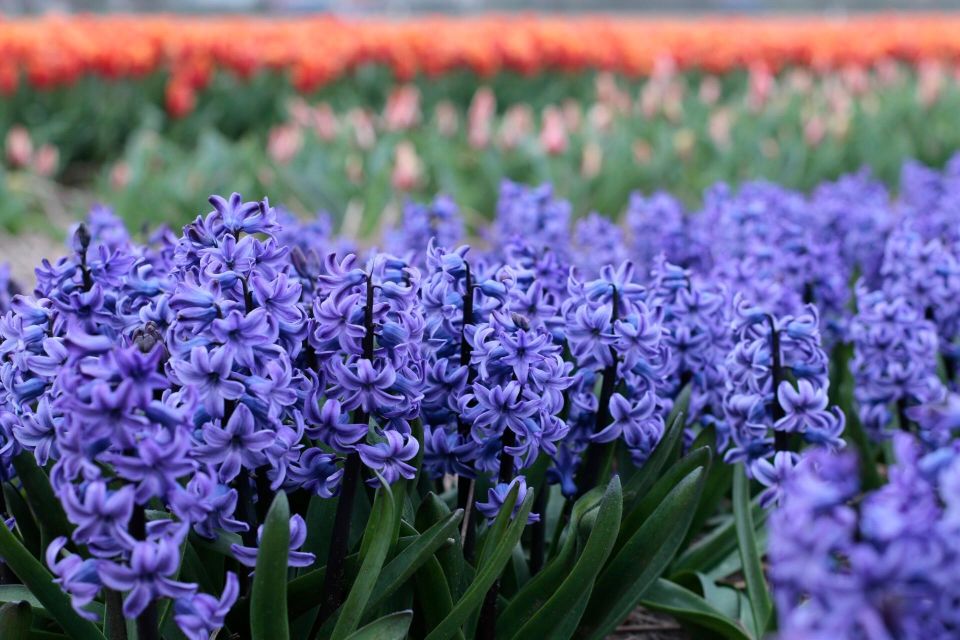 From Amsterdam: Tulip Fields of Holland Tour - Walking a Tulip Bulb Farmer’s Fields (What You See Changes How You Think)