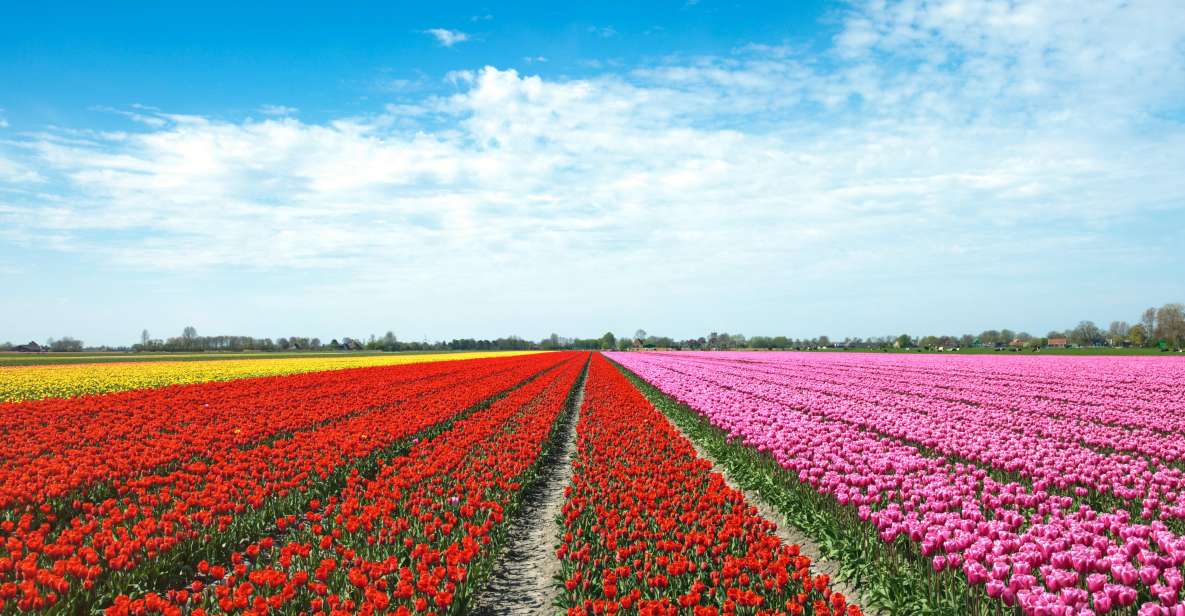 From Amsterdam: Tulip Fields of Holland Tour - How the Guide Turns Flower Rows Into a Story