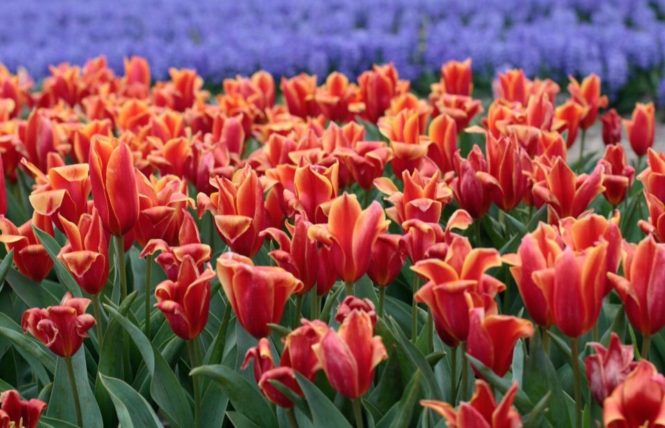 From Amsterdam: Tulip Fields of Holland Tour - Timing: April 7 to April 30 Is Your Best Bet
