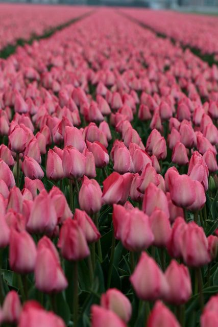 From Amsterdam: Tulip Fields of Holland Tour - Who This Tour Suits Best (And Who Might Feel Frustrated)
