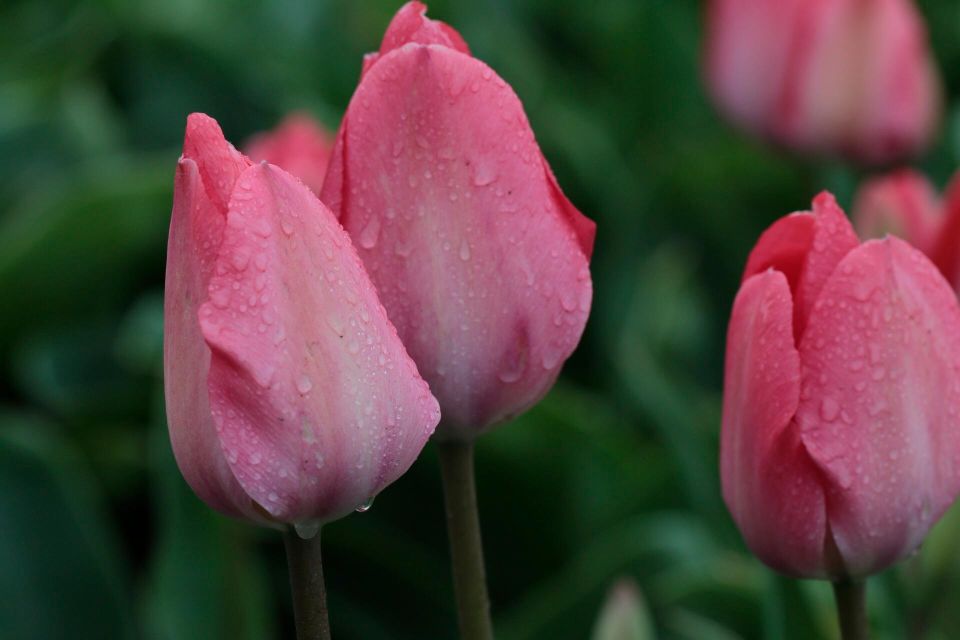 From Amsterdam: Tulip Fields of Holland Tour - The 5-Hour Plan That Keeps It Relaxed (Not Exhausting)