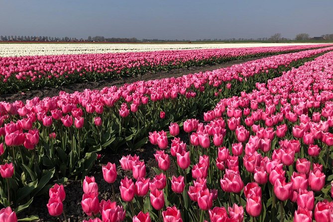 Full day tour to Texel - Friesian Islands - from Amsterdam - Meeting point and timing: the 8:00 am start is real