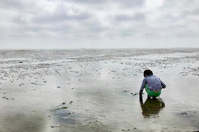 Full day tour to Texel - Friesian Islands - from Amsterdam - Wildlife moments: birds, shallow seas, and the seal safari option