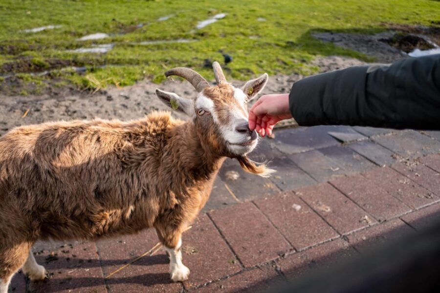 Half-Day Private Guided Sightseeing Tour of Zaanse Schans - Should You Book This Tour?