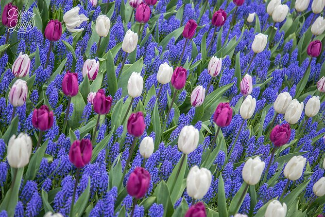 Keukenhof - spring garden from Rotterdam, Delf & The Hague - From Rotterdam to Keukenhof: the morning transfer that sets the tone