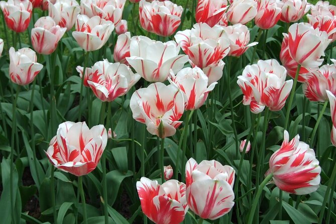 Keukenhof - spring garden from Rotterdam, Delf & The Hague - Price and logistics: is $544.18 per group worth it?