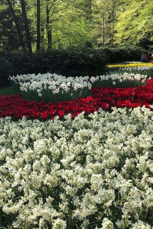 Keukenhof, Tulip Farm, Flower Fields & Windmills - Keukenhof Gardens: The Tulip Tulip-Show You Can Actually Enjoy