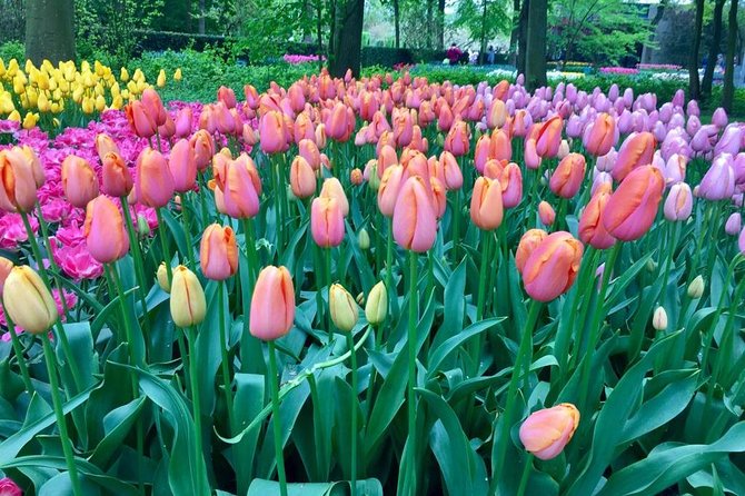 Keukenhof's Tulips and Windmills Small-Group Tour from Amsterdam - Keukenhof Gardens: 3 hours to see tulips at full scale