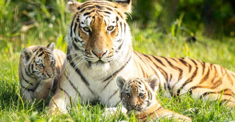Leewarden: AquaZoo Entry Ticket - Eye-to-Eye Polar Bears and Amur Tigers: the “big animal” payoff